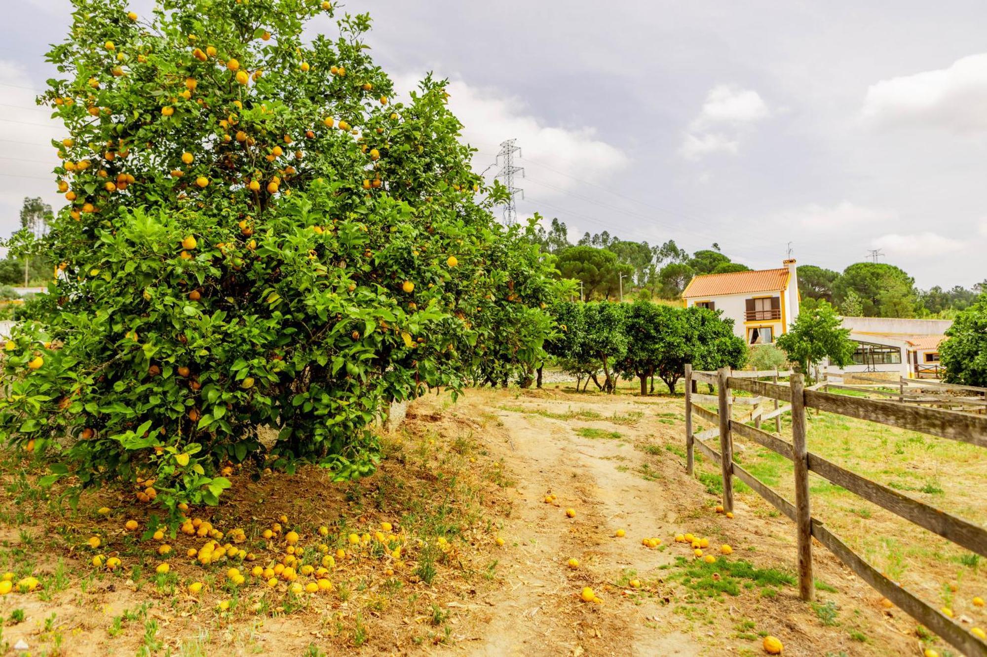 Quinta O Refugio Villa Azambuja Exteriör bild